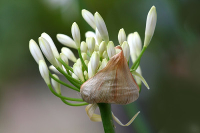 Agapanthus-wei-Versuch-3.jpg