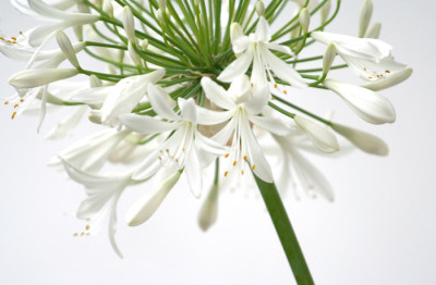 Agapanthus-Versuch-4.jpg