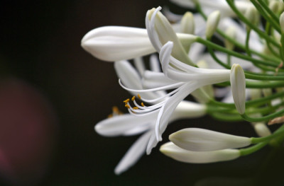 Agapanthus-wei-Versuch-2.jpg