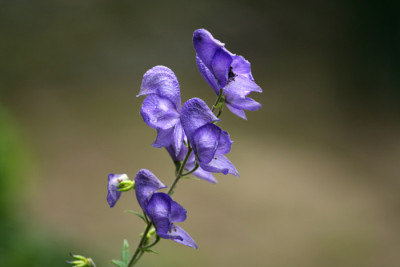 Aconitum-Versuch-1.jpg