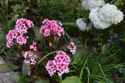 Bergenia-PinkDragonfly.18-5.jpg