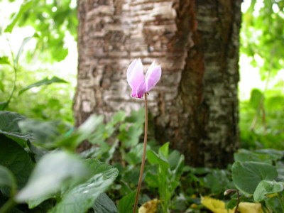 Cyclamen_hederifolium_2007.jpg