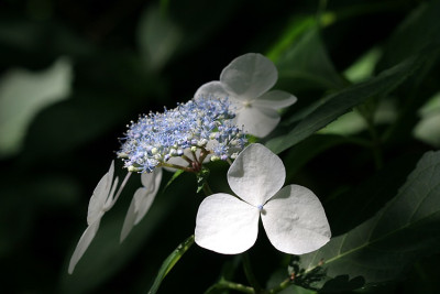 Hortensie-im-Sonnenfleck.jpg