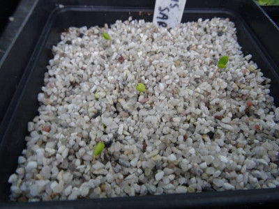 Malus sargentii Germination January 2020.JPG