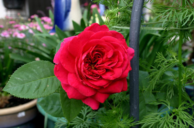 Rose_L.D.Braithwite0107.jpg