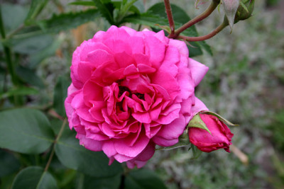 Rose_Wise_Portia0107.jpg