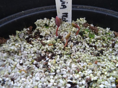 Paeonia mlokosewitschii Germination February 2020.JPG