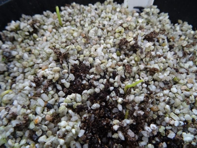 Symplocos paniculata Germination February 2020.JPG