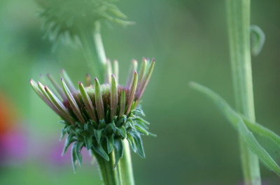 Echinacea-grun.jpg