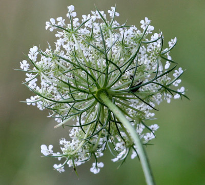 Achilla-millefolium-1.jpg