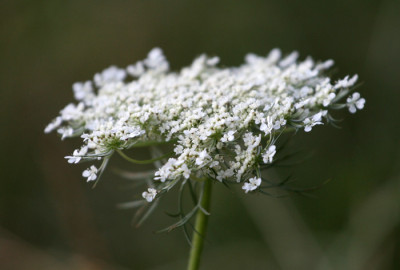 Achilla-millefolium-2.jpg