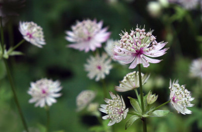 Astrantia-4-b.jpg