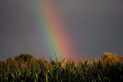 Rainbow-3.jpg