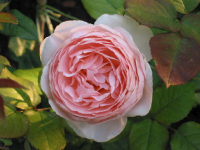 Ambridge_Rose_Juli_07_AB.jpg