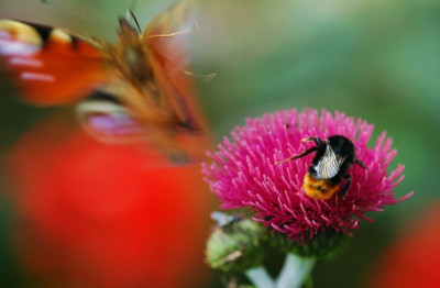 Insekten_1_22-07-2007.jpg