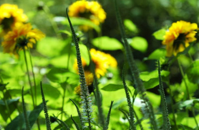 Veronicastrum_1_22-07-2007.jpg