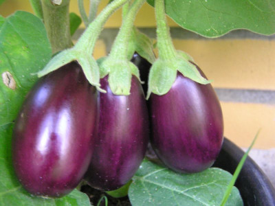 aubergine2307.jpg