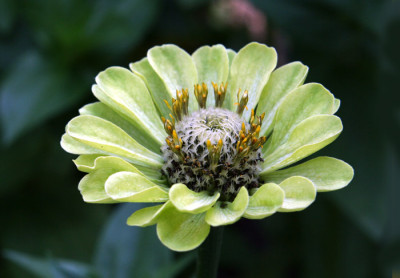 Zinnia-1c.jpg