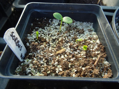 Sorbus wardii Germination March 2020.JPG