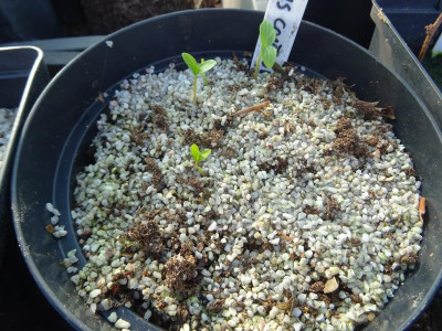 Cornus controversa Germination March 2020.JPG