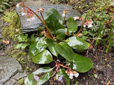 bergenia-emeiensis_6.3.20.jpg