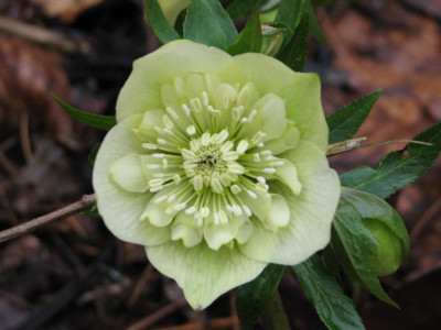 Helleborus 20-a-01.JPG