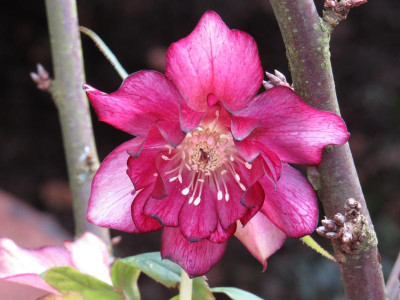 Helleborus 45-g-01.JPG