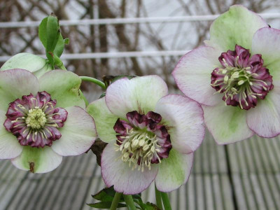 zzHelleborus weiß anemonenblütig Peters 1.jpg