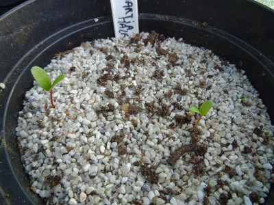 Stewartia malacodendron Germination March 2020.JPG