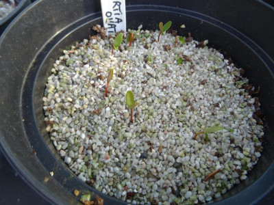 Stewartia ovata Germination March 2020.JPG