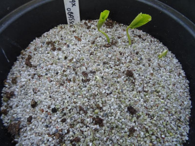 Styrax obassia Germination April 2020.JPG