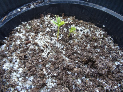 Paeonia lutea Germination April 2020.JPG