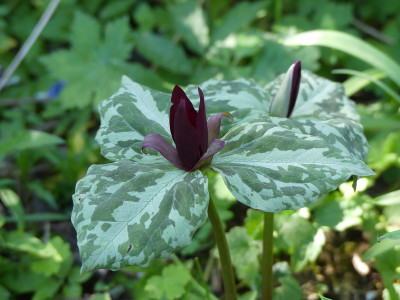 2020-04-26 Trillium chloropetalum.jpg