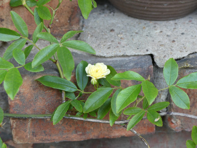 2020-04-27 Rosa banksiae lutea.jpg