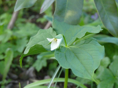 2020-04-27 Trillium sulcatum f. albolutescens.jpg