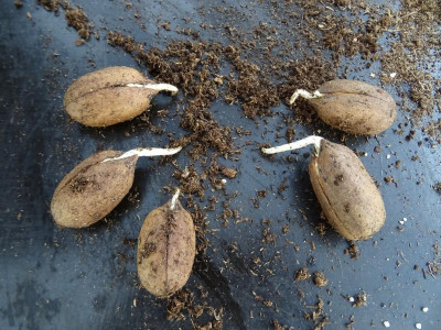 Carya illinoinensis Germination April 2020.JPG