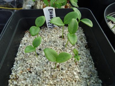 Euonymus clivicolus Germination April 2020.JPG