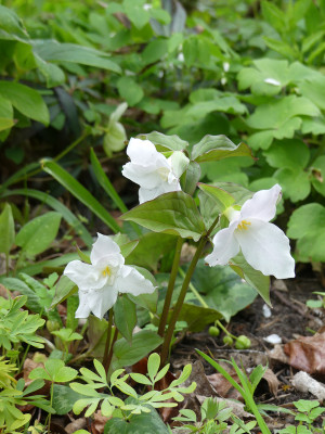 2020-04-29 Trillium grandiflorum 'Jenny Rhodes'.jpg