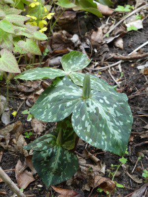 2020-04-29 Trillium luteum.jpg