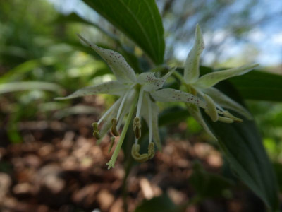 Prosartes maculata 200427 k.jpg