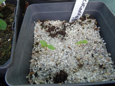 Liriodendron Germination AprilMay 2020.JPG