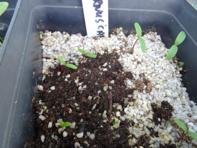 Cornus capitata Germination April 2020.JPG