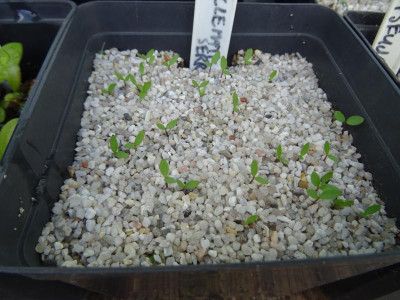 Clematis serratifolia Germination April 2020.JPG