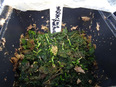 Sarracenia purpurea Germination AprilMay 2020.JPG