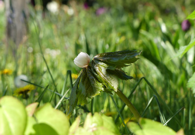 2020-05-07 Podophyllum hexandrum 1.jpg