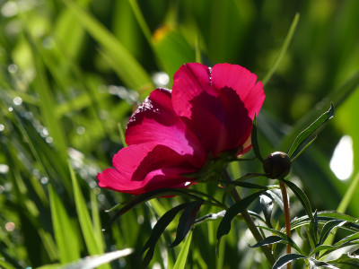 2020-05-07 Paeonia tenuifolia x mascula.jpg