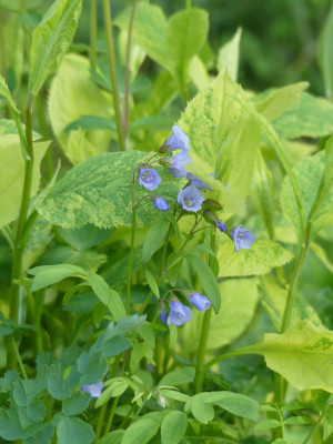 2020-05-06 Polemonium.jpg