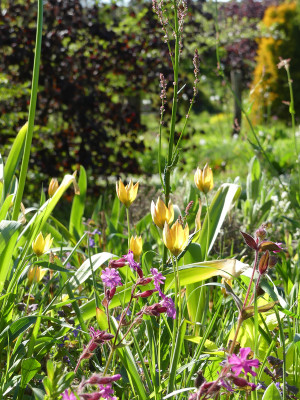 2020-05-07 Tulipa orphanidaea 'Flava' 2.jpg