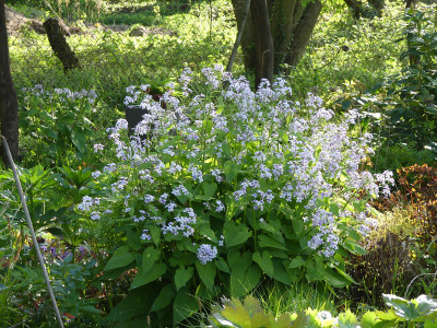 2020-05-06 Lunaria rediviva.jpg