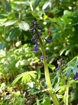 2020-05-07 Delphinium tricorne 1.jpg